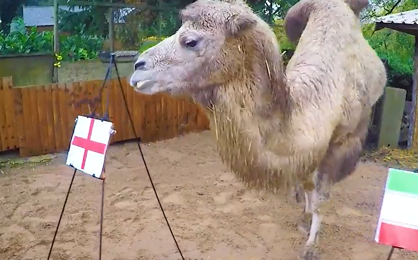 骆驼卡米拉预测世界杯比赛结果（视频截图）