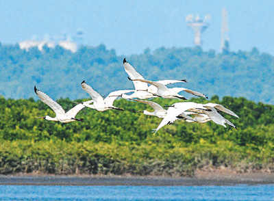 一群黑脸琵鹭在海南儋州湾上空飞翔。新华社记者  蒲晓旭摄