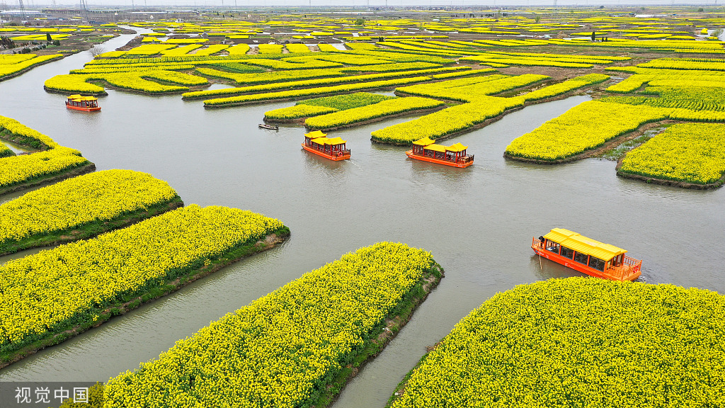 兴化千岛菜花景区图片