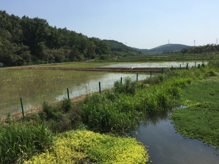 高质量发展调研行 | 种地不施农药化肥？一个江南小村的生物多样性试验