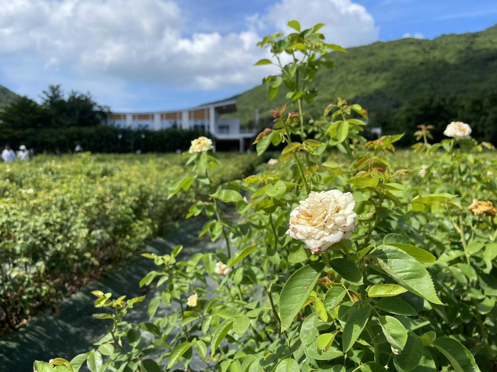 一朵玫瑰花的奇妙“变身”之旅丨高质量发展调研行·海南站