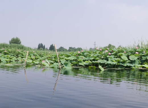 白洋淀：一片生态湿地的“加”与“减”|高质量发展调研行·河北站