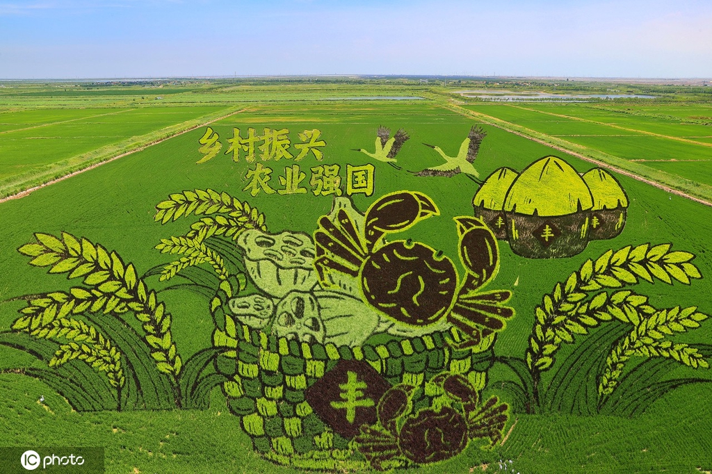 山东东营:盐碱上种出巨幅3d稻田画