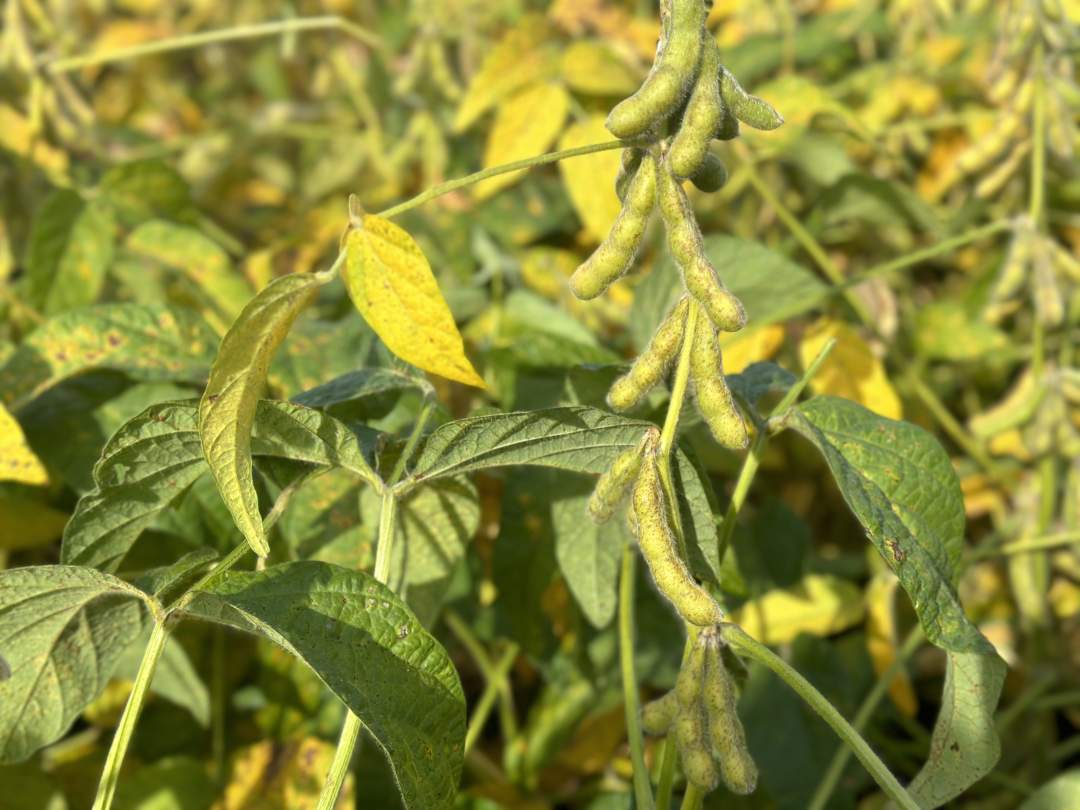 高质量发展调研行丨肥沃黑土生“金豆”