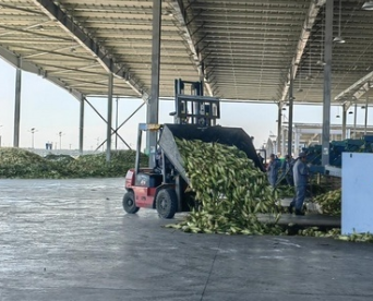 高质量发展调研行｜黑龙江：一穗玉米的N种去向