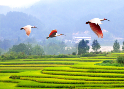 朱鹮有了“新身份”！义务当起有机产品的“环境质检员” | 高质量发展调研行·陕西站