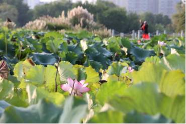 水清岸绿，汉中“柔性治水”铺展人水和谐新画卷 | 高质量发展调研行·陕西站