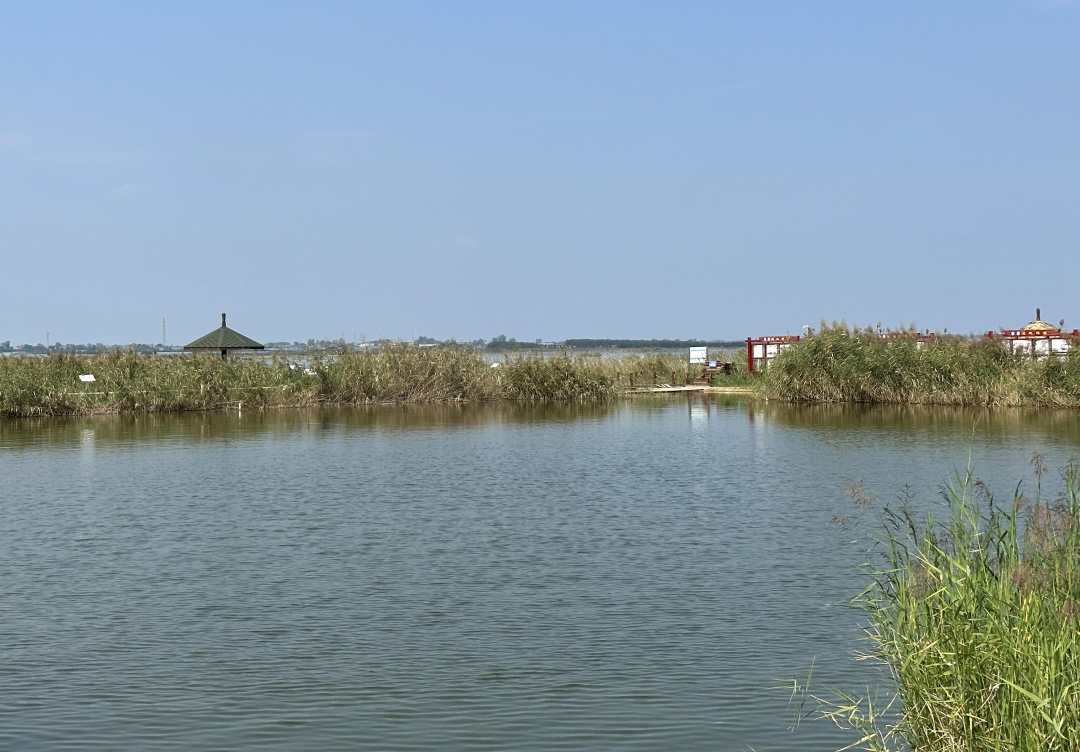 家住黄河边，改造盐碱滩，吃上生态饭 | 高质量发展调研行·陕西站