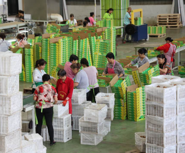 人均种猕猴桃1.16亩！陕西眉县农民尝到“甜头” | 高质量发展调研行·陕西站