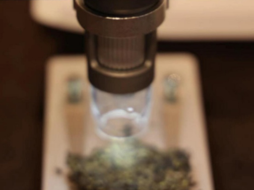 非遗技艺遇上数智化，咸阳茯茶添“新”香 | 高质量发展调研行·陕西站