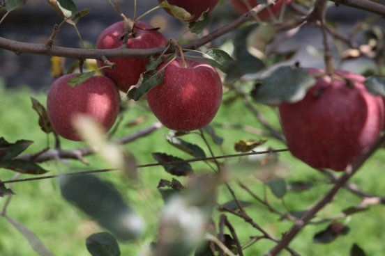 洛川苹果：红彤彤的产业 甜蜜蜜的幸福 | 高质量发展调研行·陕西站