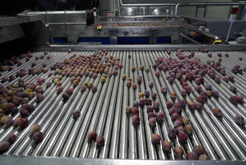 高质量发展调研行丨新疆伽师县：小果子形成产业链 农民致富有保障