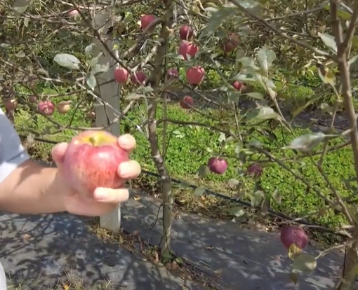 高质量发展调研行丨走进陕西洛川 黄土高原结出“幸福果”