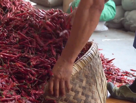 高质量发展调研行｜红红火火！这里的辣椒销往全国各地