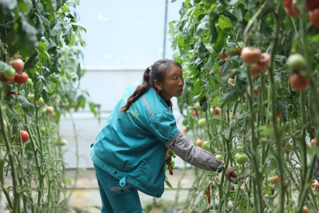 高质量发展调研行 |“科技范”的大棚里满载丰收希望