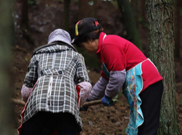 高质量发展调研行 | “林下经济”护了生态 鼓了“口袋”