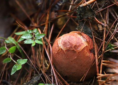 高质量发展调研行｜一朵菌菇“链”起产业集群