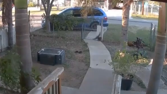家用摄像头拍摄的视频显示鸟类四处飞散（福克斯新闻网）