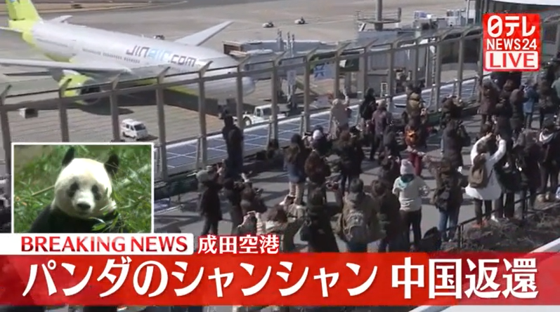 日本民众在成田机场送别“香香”（日本电视台）
