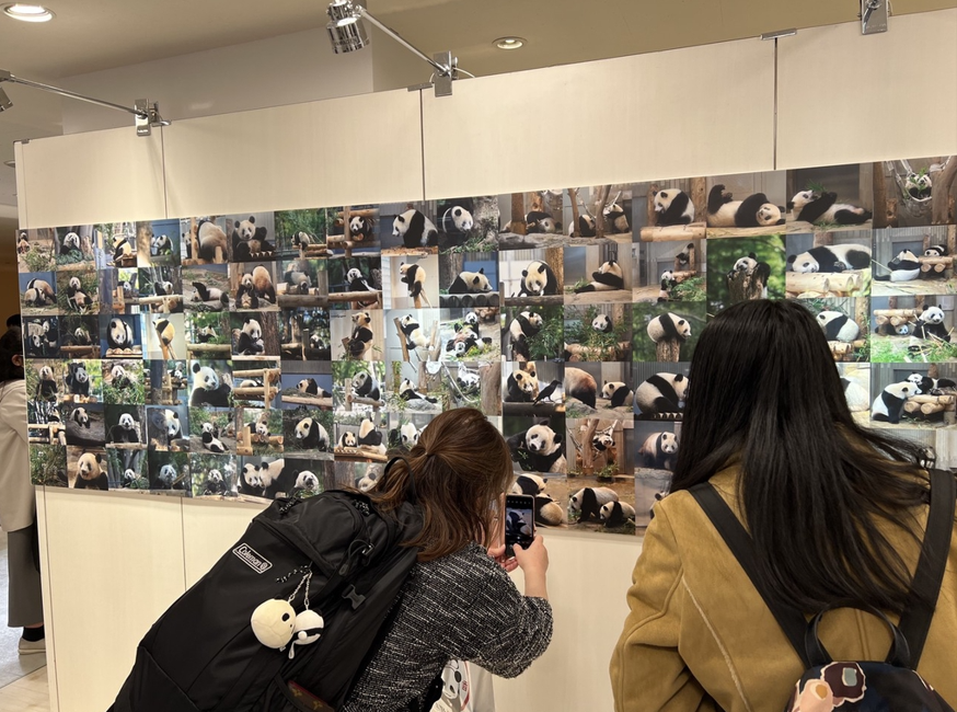 日本民众参观旅日熊猫“香香”摄影展（资料图）
