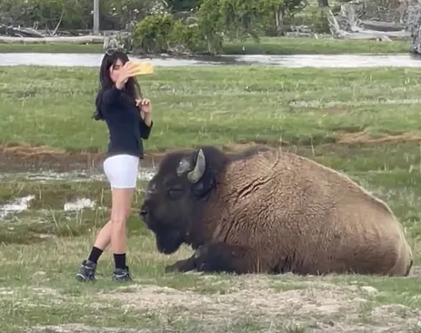 一名美国女子贴近野牛自拍（社交媒体截图）