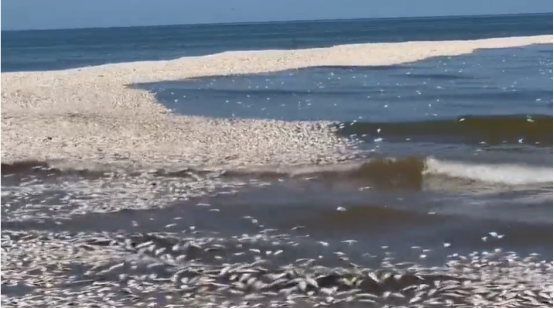 美国一处海滩铺满鲱鱼尸体（福克斯新闻报道视频截图）