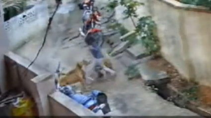 印度女孩遭3只流浪狗袭击（今日印度视频截图）