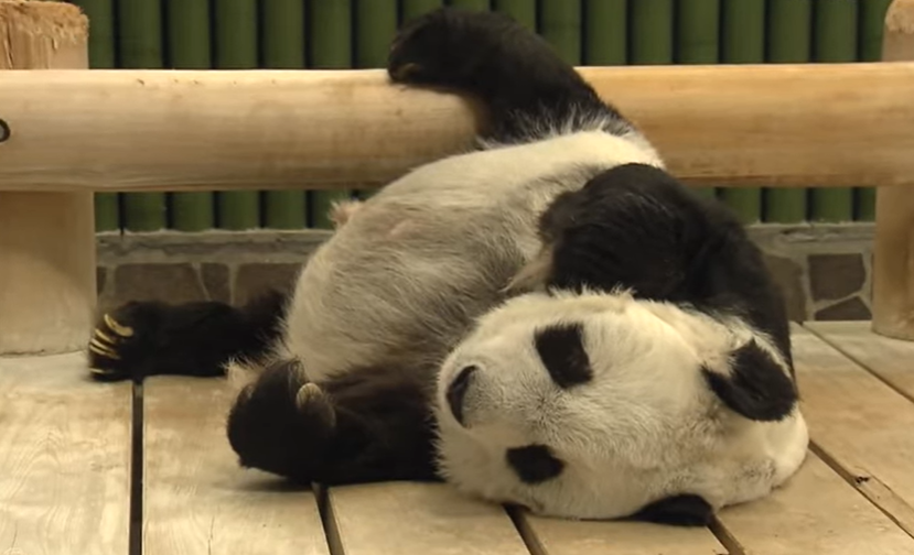 大熊猫“旦旦”迎来28岁生日（社交媒体视频截图）