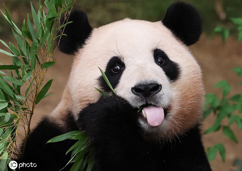 旅韩大熊猫“福宝”（资料图）