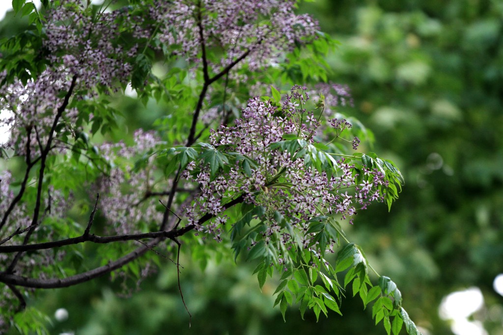江苏淮安:立夏将至 苦楝花开