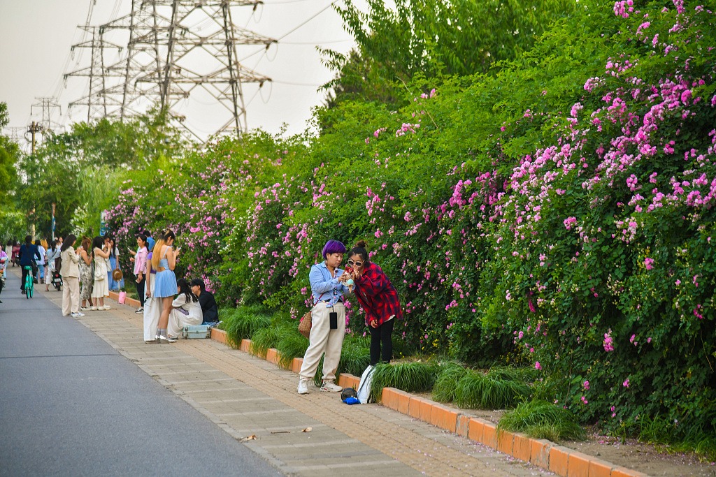 北京奥森公园蔷薇墙引游客打卡拍照