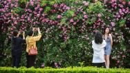 北京奥森公园蔷薇墙引游客打卡拍照