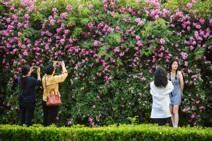 北京奥森公园蔷薇墙引游客打卡拍照