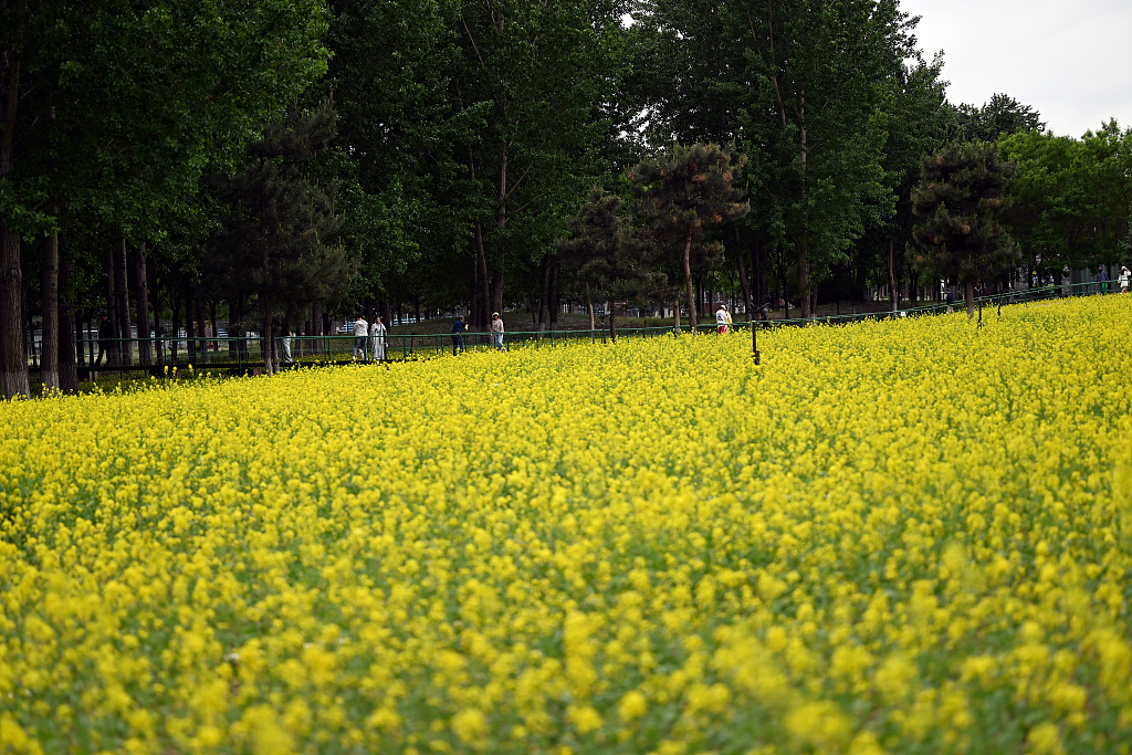 沈阳一公园油菜花盛开 吸引大批市民前来观赏