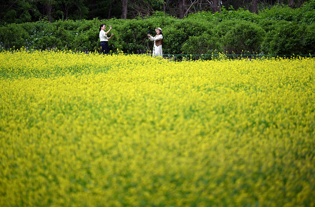 沈阳一公园油菜花盛开 吸引大批市民前来观赏