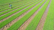 山东青岛：农民精心管护水稻秧苗备战丰收