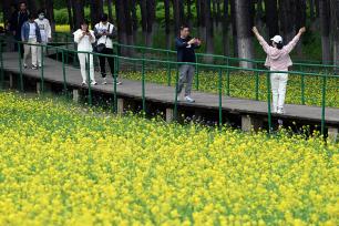 沈阳一公园油菜花盛开 吸引大批市民前来观赏