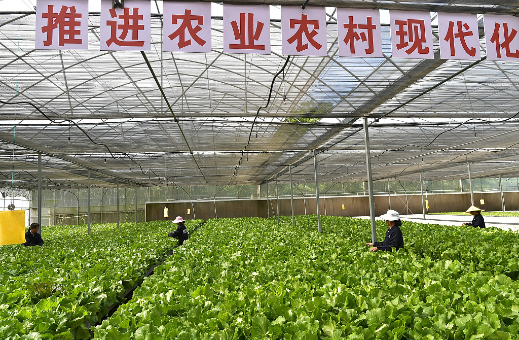 福州：智能温控大棚助力水培蔬菜生产