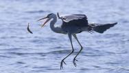  Shenyang: Herons circling over Hunhe River