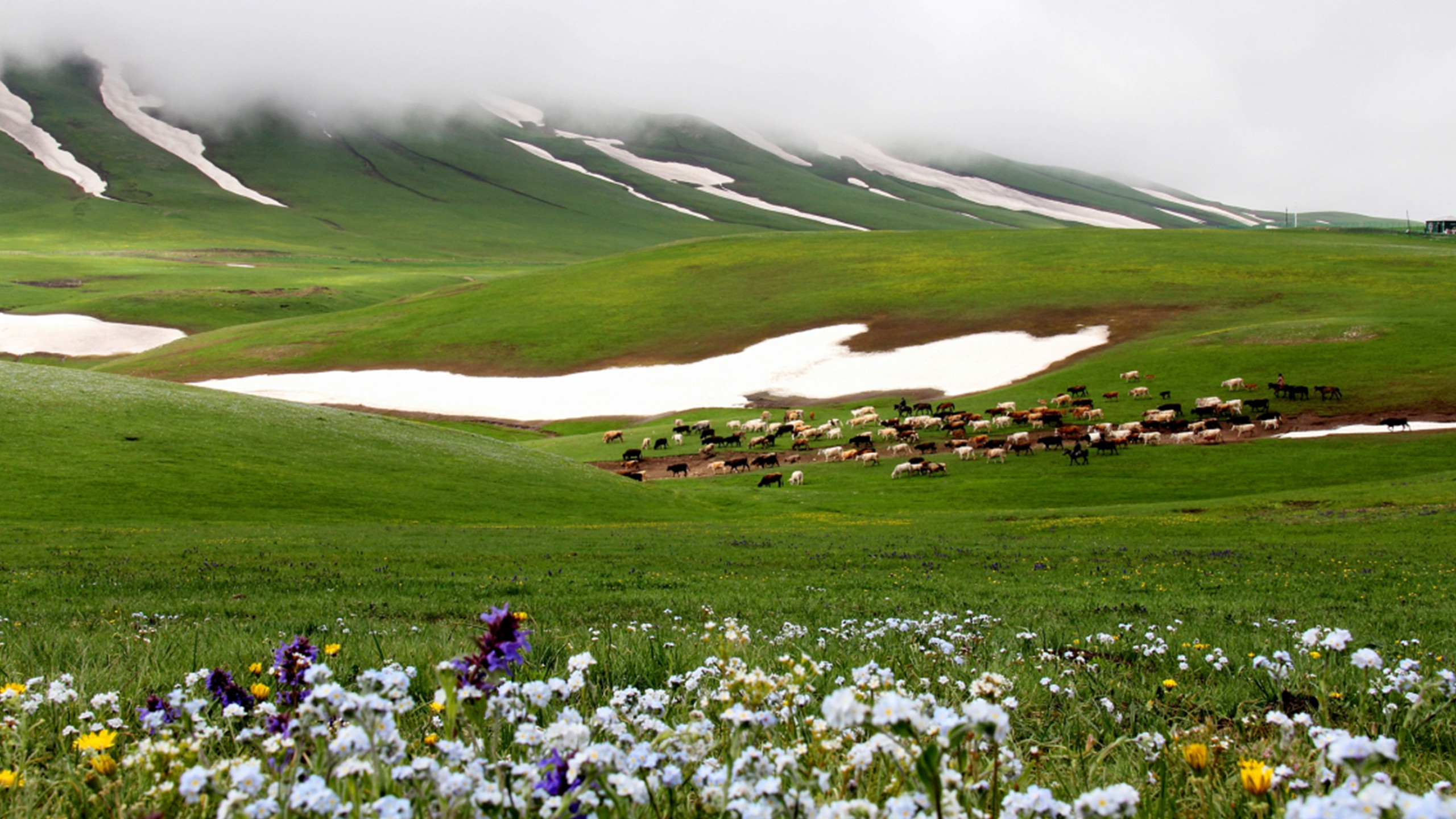 新疆塔城：阿克乔克草原绿草如茵