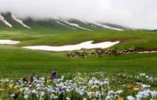 新疆塔城：阿克乔克草原绿草如茵