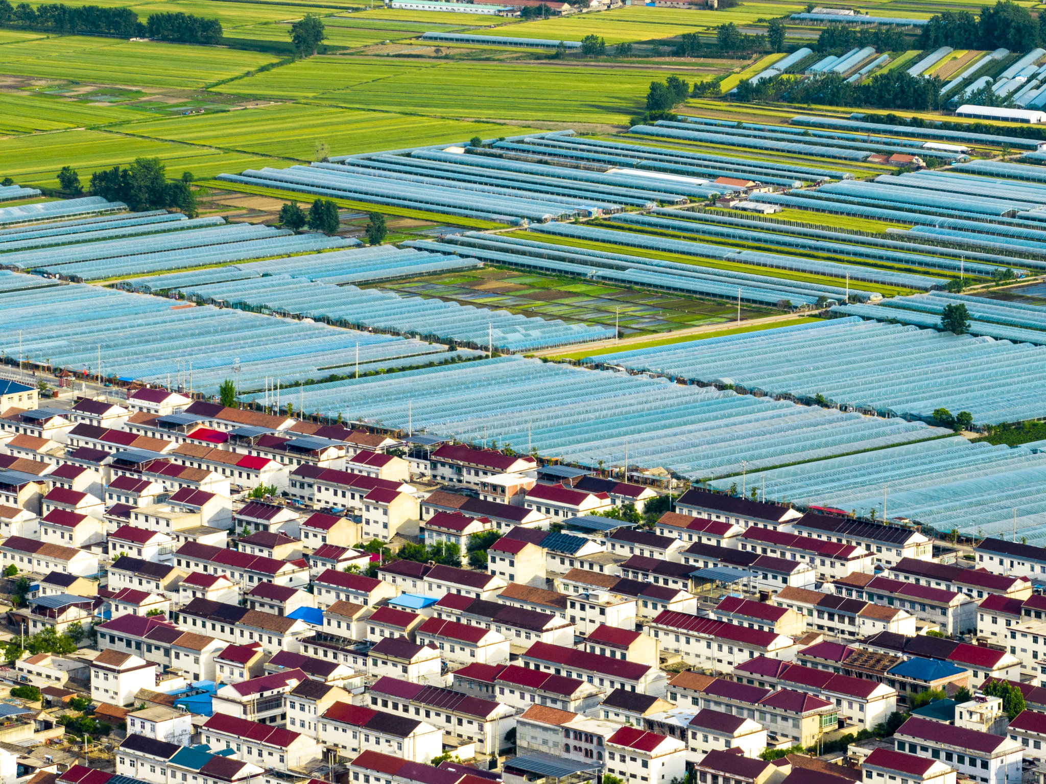 江苏连云港：乡村田园广阔 屋舍俨然