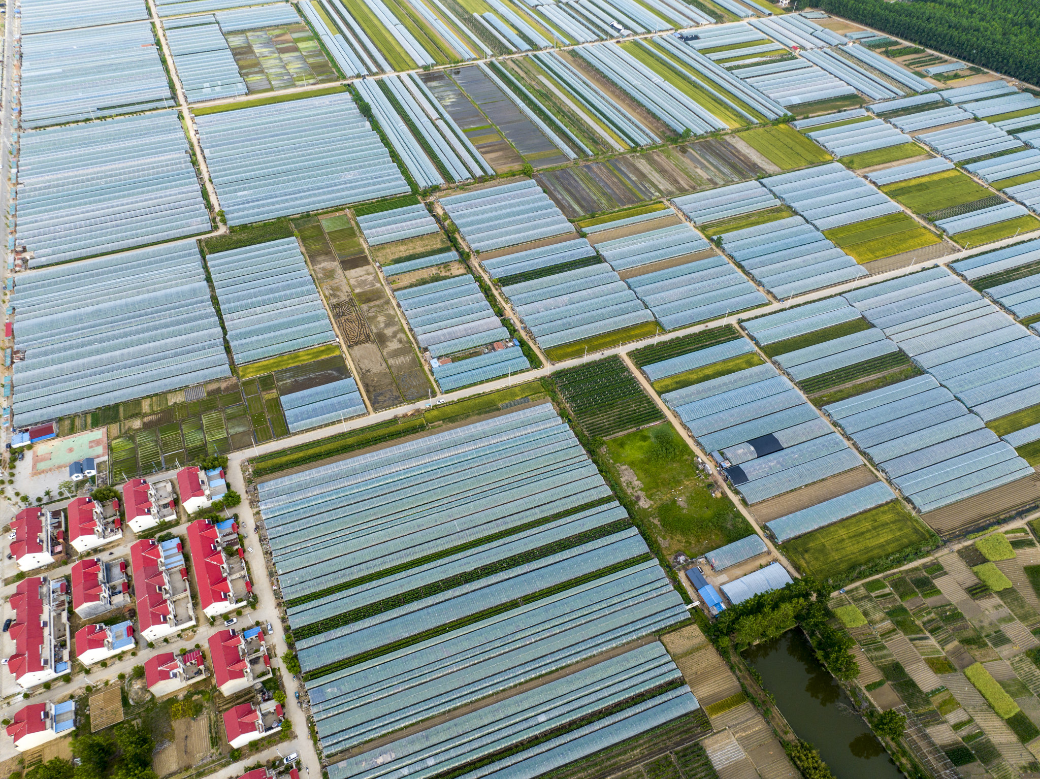 江苏连云港：乡村田园广阔 屋舍俨然