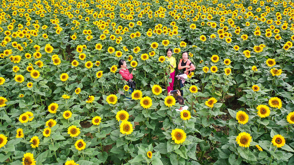 贵州黔西南州：向日葵花开 “笑脸”迎客