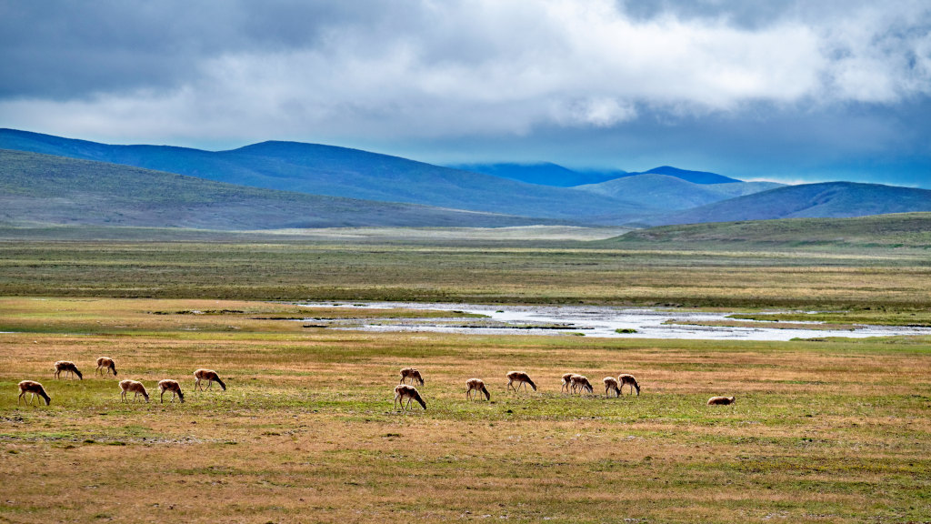 可可西里：“高原精灵”藏羚羊大迁徙