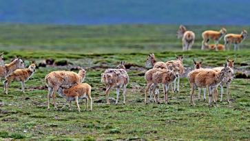 可可西里：“高原精灵”藏羚羊大迁徙
