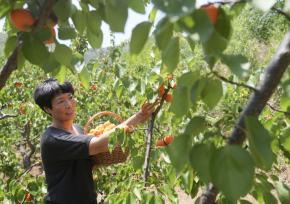 山东邹平万亩水杏成熟上市 黄澄澄色泽诱人