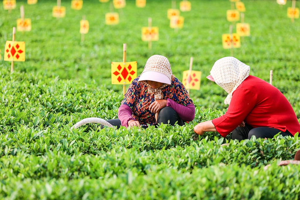 青岛：茶农们茶园采茶 确保市场供应