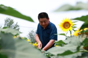 山东聊城：边角废地“蝶变”油葵种植田