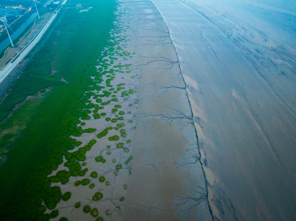 钱塘江退潮后滩涂现“绿色潮汐森林”